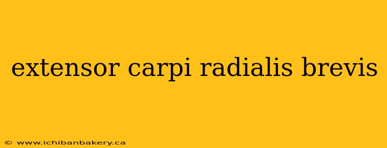 extensor carpi radialis brevis
