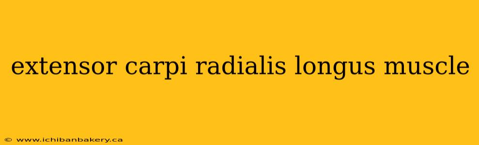 extensor carpi radialis longus muscle