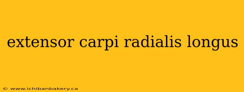 extensor carpi radialis longus
