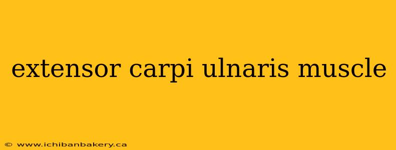 extensor carpi ulnaris muscle