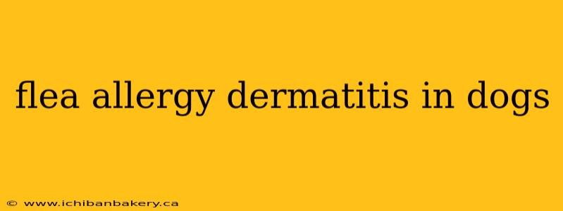 flea allergy dermatitis in dogs