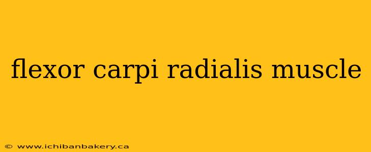 flexor carpi radialis muscle