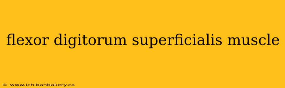 flexor digitorum superficialis muscle