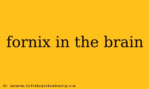 fornix in the brain