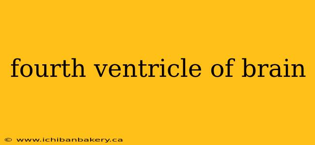 fourth ventricle of brain