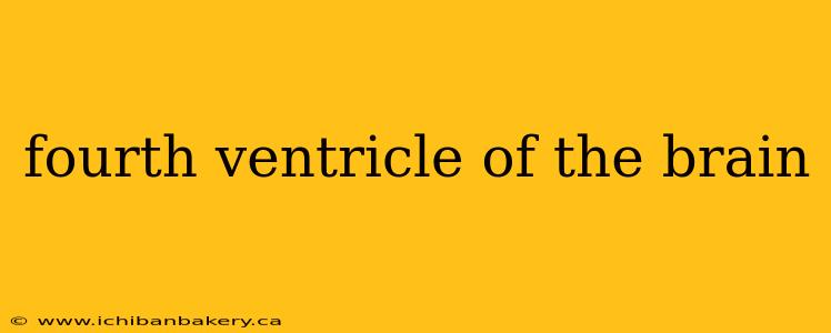 fourth ventricle of the brain