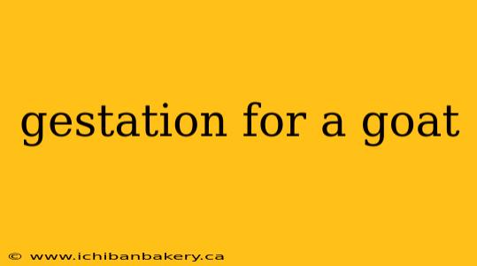 gestation for a goat