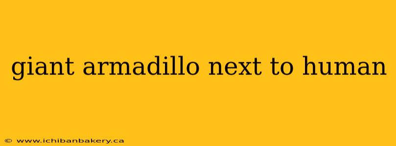 giant armadillo next to human