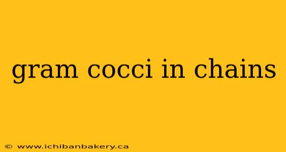 gram cocci in chains