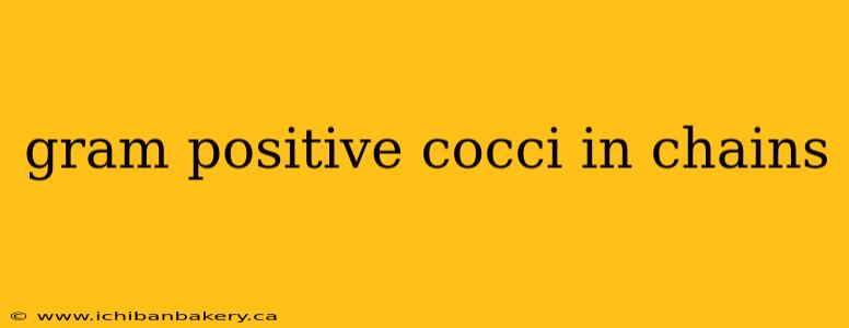 gram positive cocci in chains