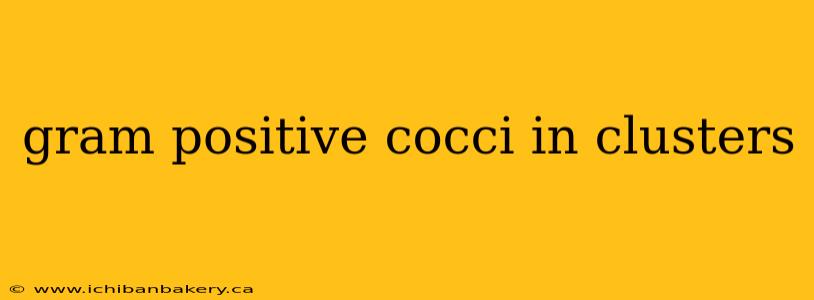 gram positive cocci in clusters