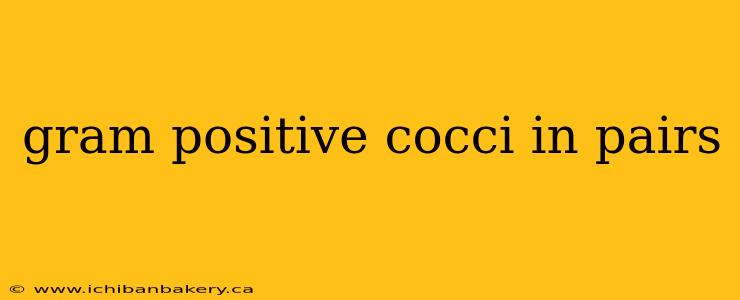 gram positive cocci in pairs