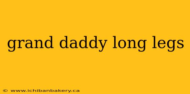 grand daddy long legs