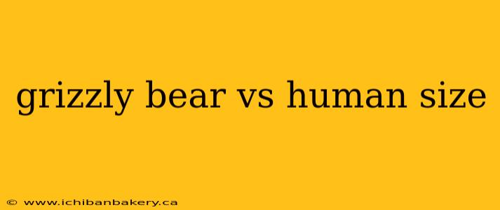 grizzly bear vs human size