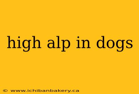 high alp in dogs