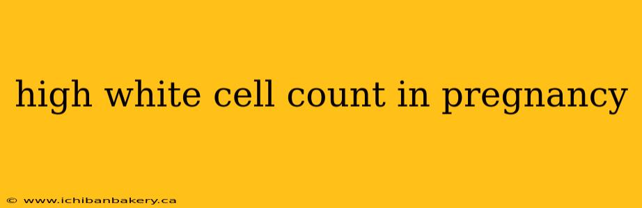 high white cell count in pregnancy