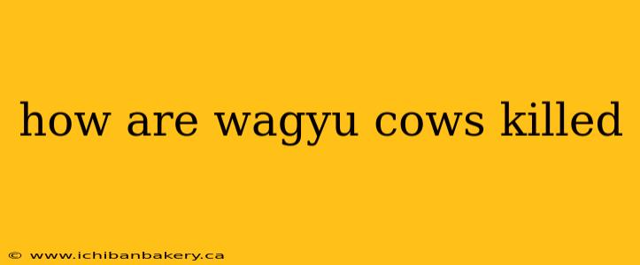 how are wagyu cows killed