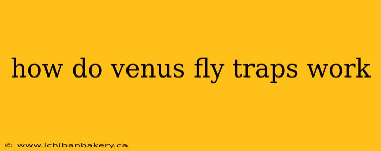 how do venus fly traps work