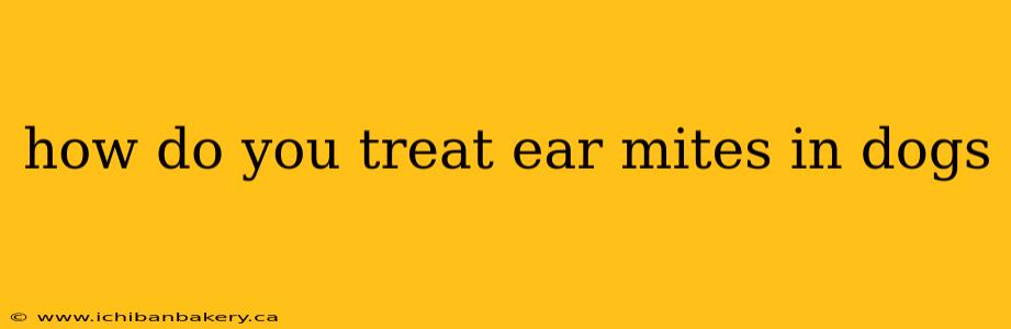 how do you treat ear mites in dogs