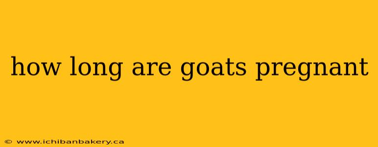 how long are goats pregnant