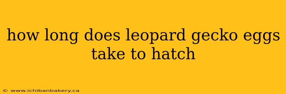 how long does leopard gecko eggs take to hatch