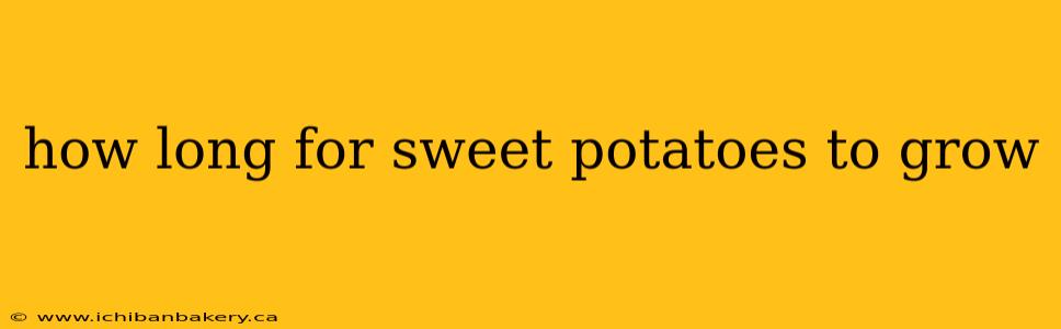 how long for sweet potatoes to grow