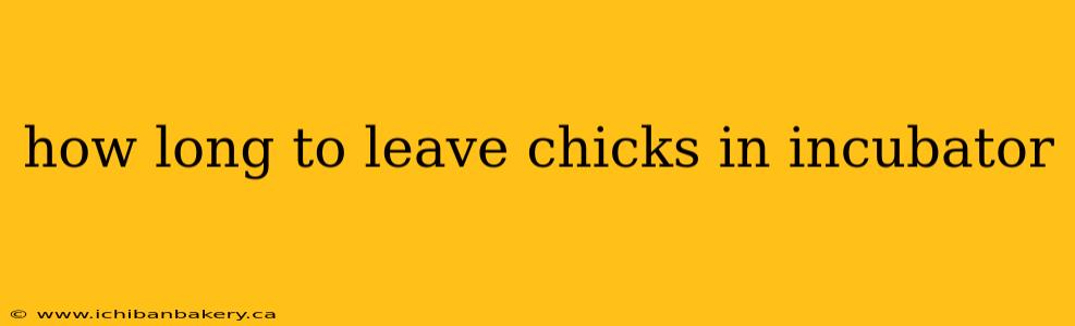 how long to leave chicks in incubator