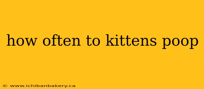 how often to kittens poop