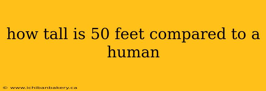 how tall is 50 feet compared to a human