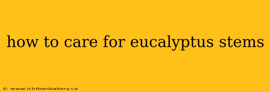 how to care for eucalyptus stems