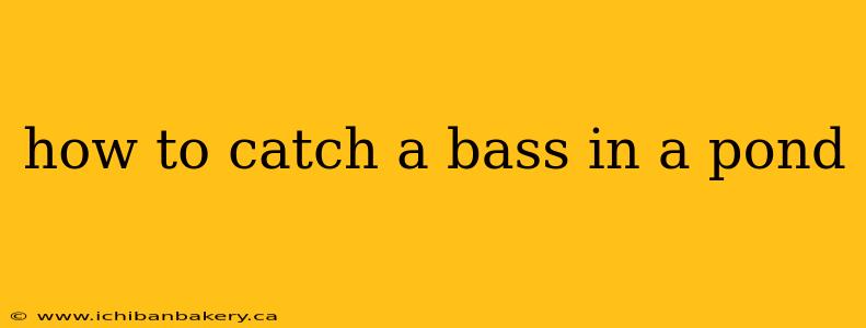 how to catch a bass in a pond