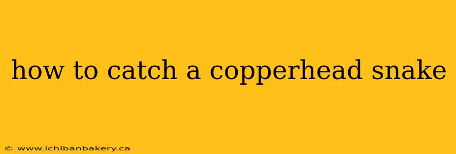 how to catch a copperhead snake
