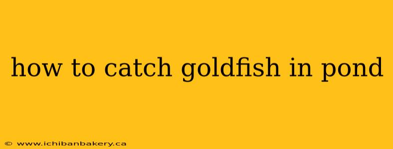 how to catch goldfish in pond