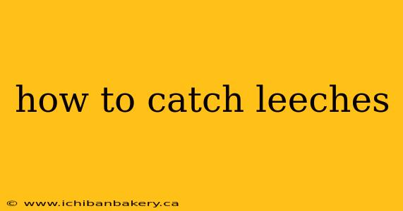 how to catch leeches
