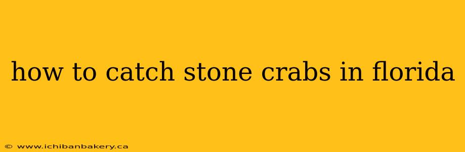 how to catch stone crabs in florida