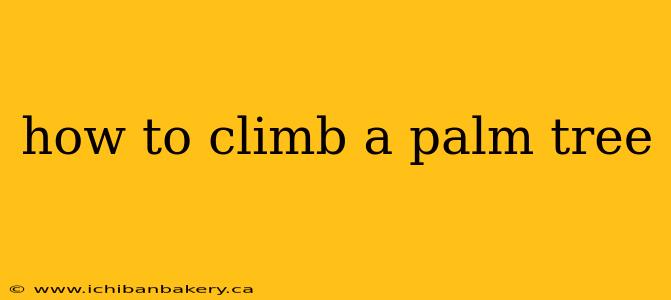 how to climb a palm tree