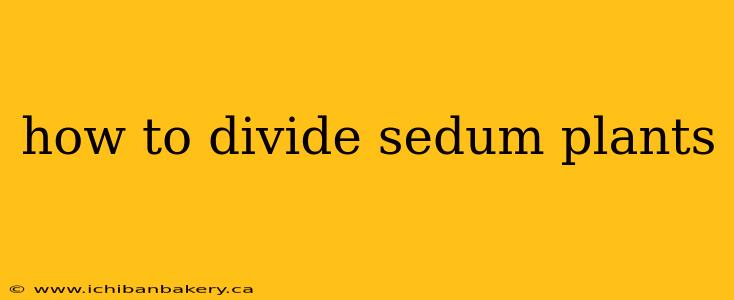 how to divide sedum plants