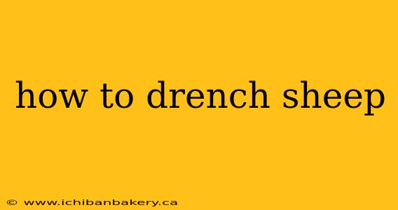 how to drench sheep