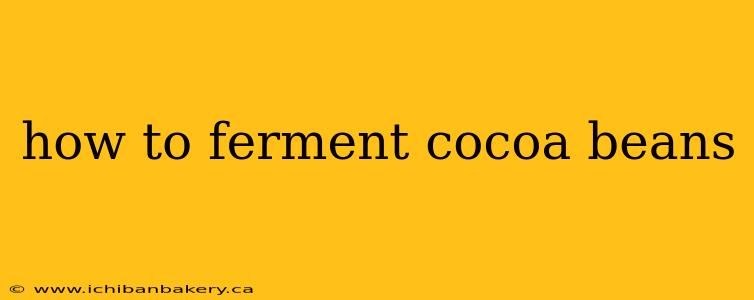 how to ferment cocoa beans