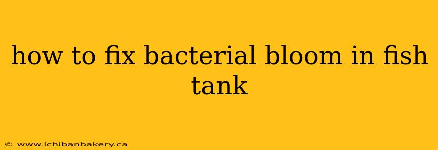 how to fix bacterial bloom in fish tank