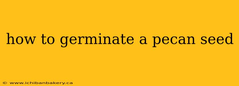 how to germinate a pecan seed