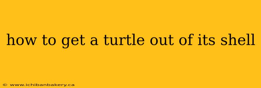 how to get a turtle out of its shell