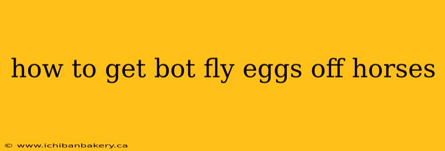 how to get bot fly eggs off horses