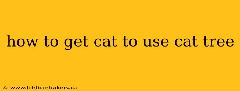how to get cat to use cat tree