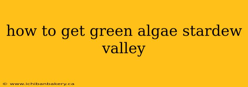 how to get green algae stardew valley