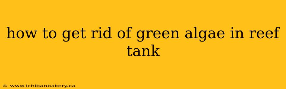 how to get rid of green algae in reef tank