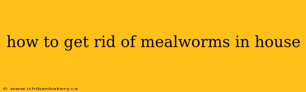 how to get rid of mealworms in house