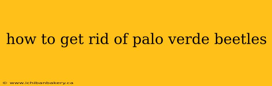 how to get rid of palo verde beetles