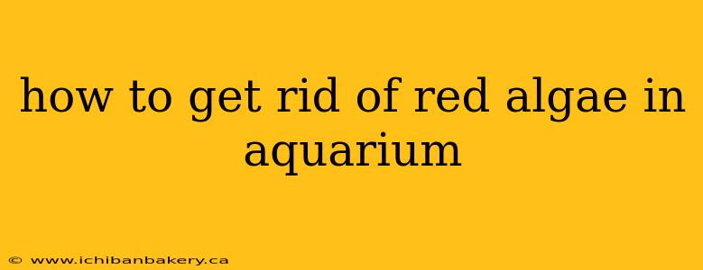 how to get rid of red algae in aquarium