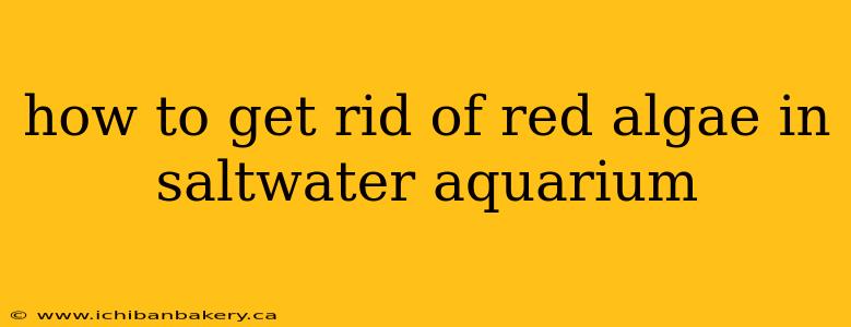 how to get rid of red algae in saltwater aquarium